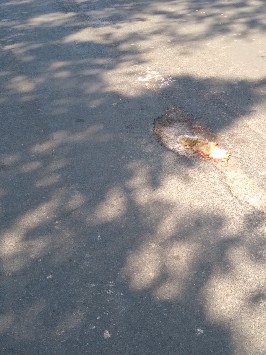 colinpearson99's tweet photo. Is this what happens when filling of potholes is left to the secret crew paid acorns?☹️#rdguk https://t.co/TxDLqZyuP4