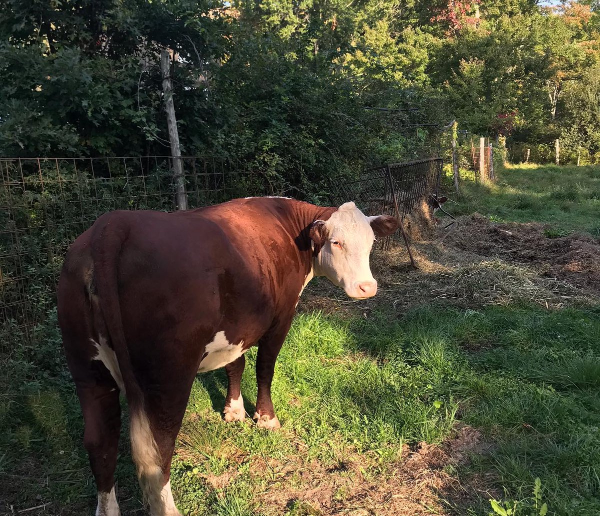 natickfarm's tweet photo. We rotate our cows to different pastures to make sure no plot of land is overgrazed! Come stop by and say hi to the cows on your way in!🐮 #organicfarm #grassfed #natickfarm https://t.co/RYHjVZ6eYm