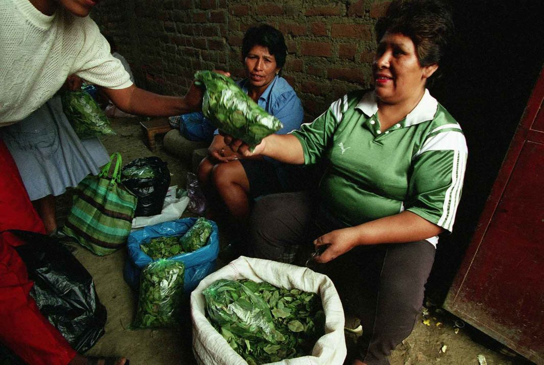 Full Alkaloid Coca Leaves
There are many brands that actually sell this product in Peru and Bolivia. Delisse and Wawasana being the most popular. Herbi is also a popular coca tea brand.
cocateaexpress.com/full-alkaloid-…
#CocaTea #CocaTeaExpress #CocaTeaExpressShop