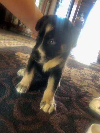 SFPuppies's tweet photo. Husky Puppy Needs Forever Home : https://t.co/AUZ20PeR7J #Dogs #Puppies #DogFinder #AdoptADog https://t.co/LZjlkEg419