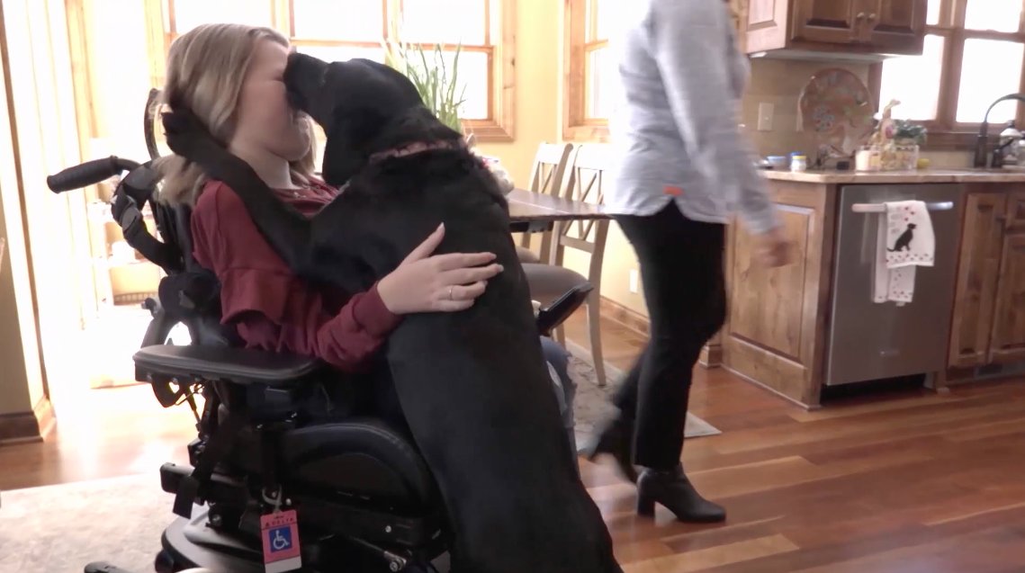 CSS Animal Tales tweet media