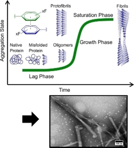 The Impact of Halogenated Phenylalanine Derivatives on NFGAIL Amyloid Formation (Koksch) @SuvratChowdhary <a href="/KokschGroup/">Koksch Group</a> #OpenAccess onlinelibrary.wiley.com/doi/10.1002/cb…