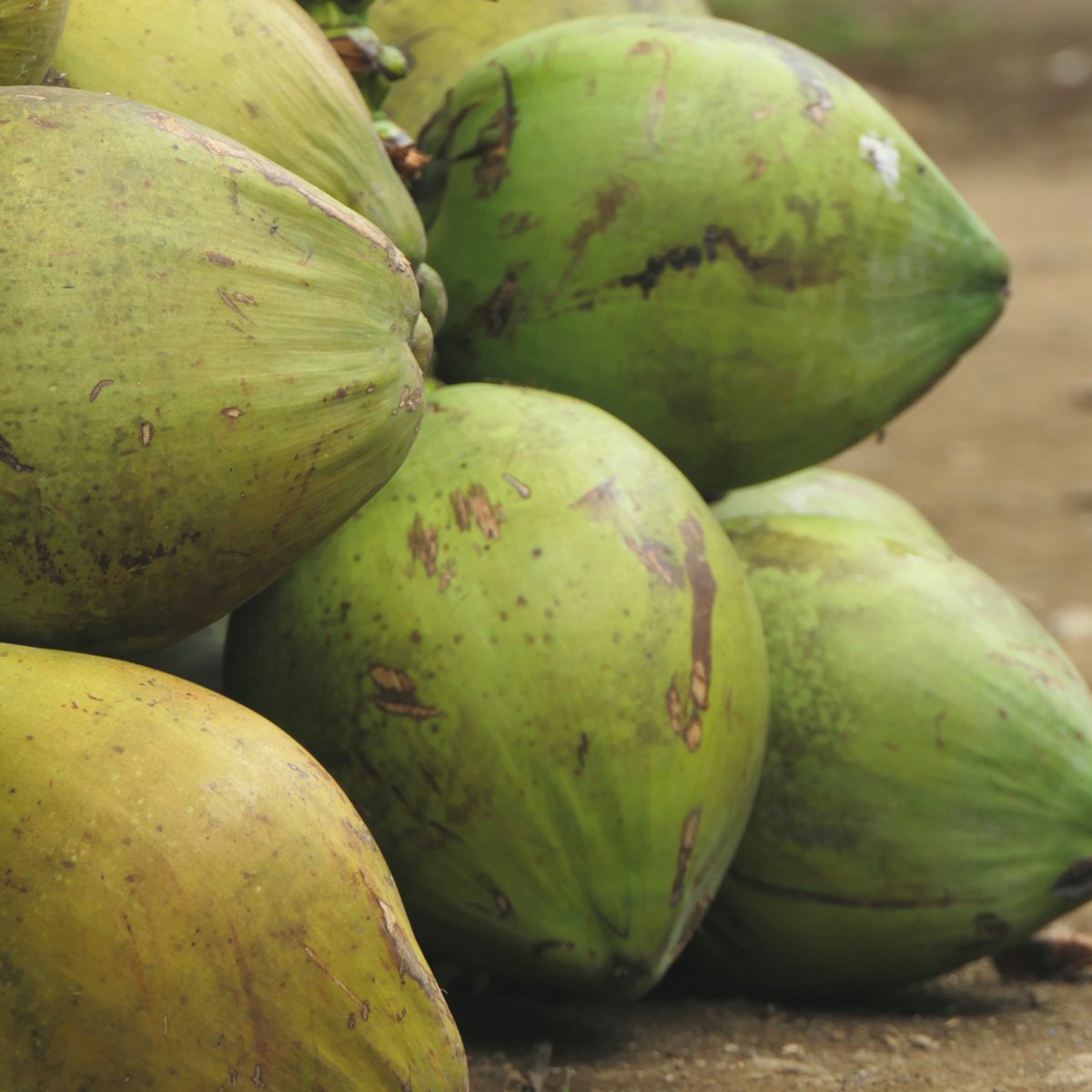 Stoccitco's tweet photo. INTRODUCING: THAI COCONUT AND GINGER π₯₯ Discover this wonderfully aromatic Thai classic with coconut and ginger. Coming October 2020 π΄
#stoccit #globalflavours #flavours #stocc #stockpowder #plantbased #uk https://t.co/dRSOWStgJA