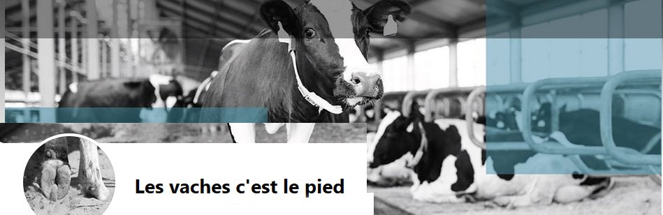 Nolivade lance une page Facebook dédiée à la santé des pieds des bovins : LES VACHES C'EST LE PIED. Des conseils, des échanges, des témoignages, des réponses aux questions des éleveurs, sur la 3ème cause de réforme des vaches laitières. #lebiocontroleenelevage