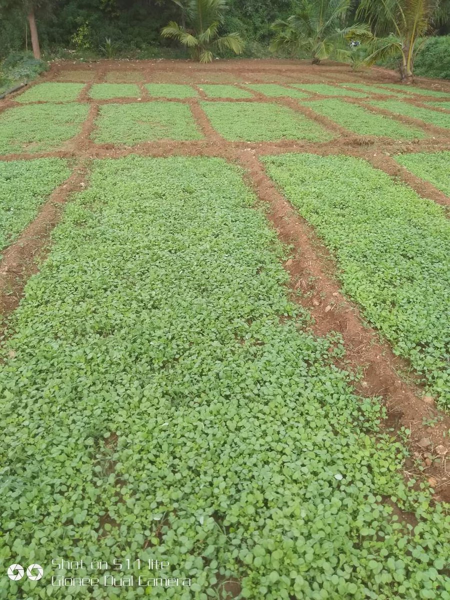 AshwiniMS_TNIE's tweet photo. #RaithaSahaaya

Farmer Shanthkumar has grown Menthya and Kothambari soppu (Fenugreek &amp; coriander greens) at his farm at Kadakola in Mysuru .

His number: 7406995371 https://t.co/U6bGsbyDez