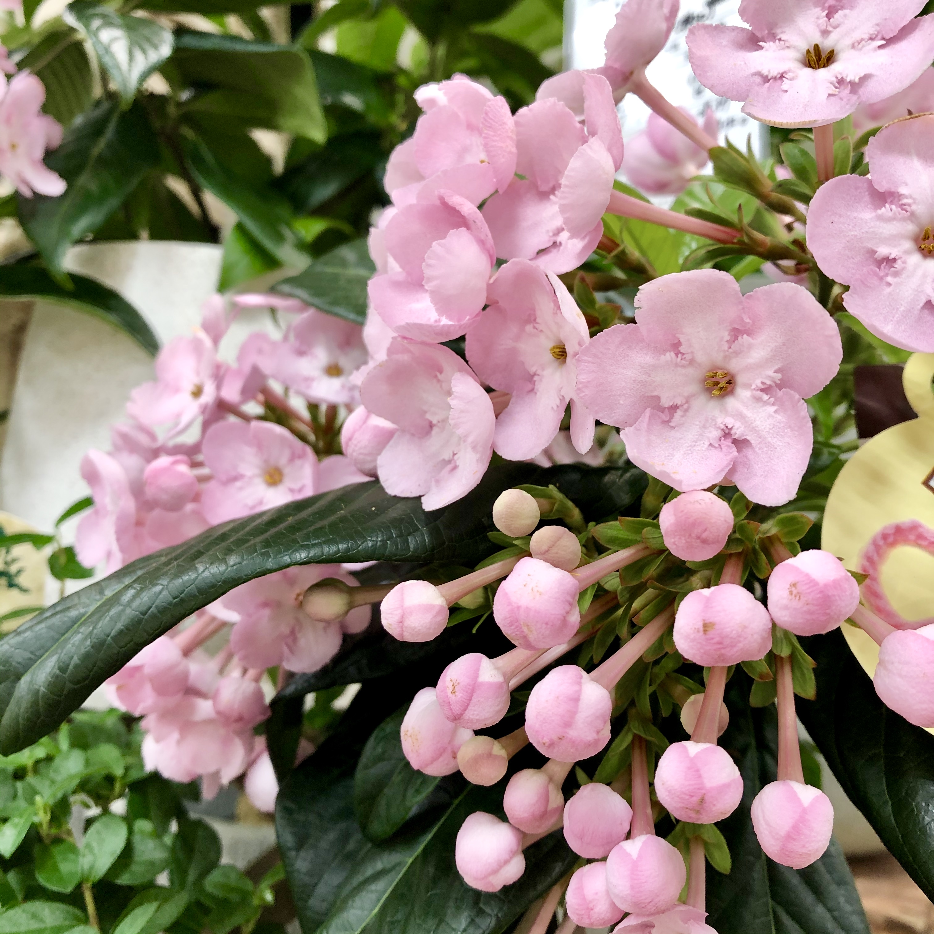 In Natural インナチュラル Pa Twitter ルクリア ココ ルクリア ニオイザクラ の人気品種 きれいな桜色の花 甘い香りもあります 比較的寒さに強く 暖房が効いていない場所の方が花持ちもよく 木も元気です 5 以上あれば屋外でもok 冬のギフトとしても