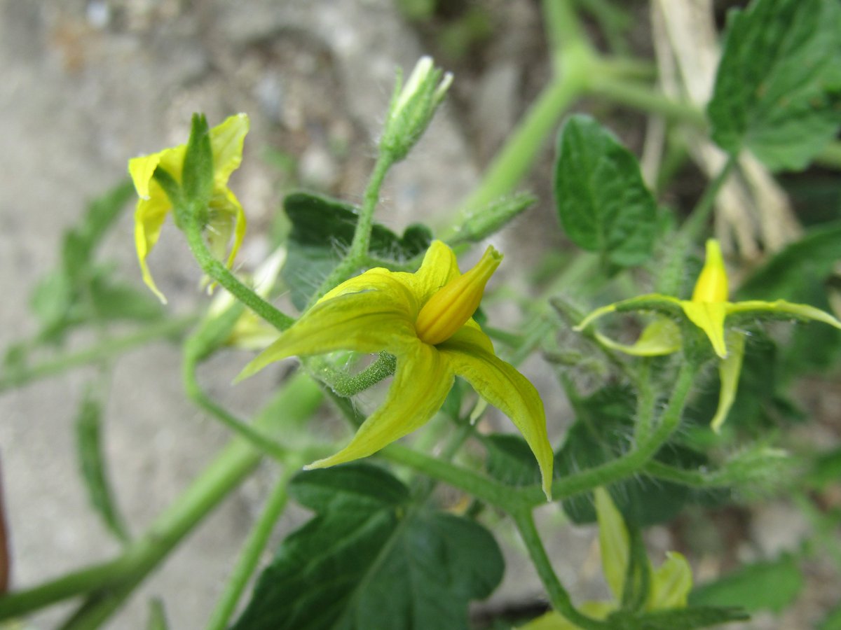 ぶるらべ 散歩で見つけたナス科ナス属の花たち 葯はなんとなくバナナ に見えてしまう ナス トマト ワルナスビ イヌホオズキの仲間 ぶるらべ 散歩で見つけたナス科ナス属の花たち 葯はなんとなくバナナ に見えてしまう ナス トマト ワルナスビ イヌホオズキの仲間