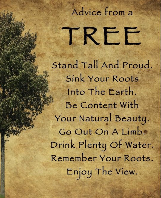 islandhome22's tweet photo. Trees are one of the greatest natural wonders on this Earth and one of my favourite things in nature. Today is National Tree Day and while we need to respect these beauties every day, maybe take some time to give one a special hug today. ❤️🌳🌲#treehugger #jointhegreenside https://t.co/T5owGzqy8z