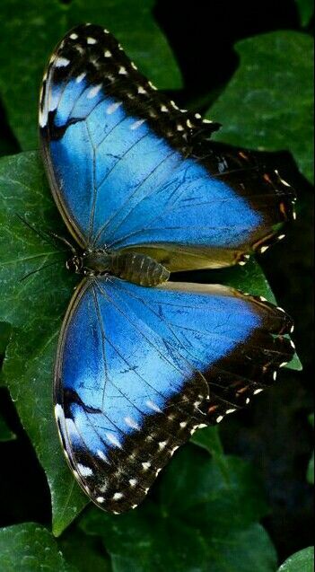 🦋