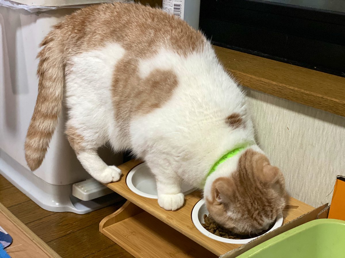 猫さんが食べやすいようにごはん皿をグレードアップした結果 使い方が伝わらなかった例 台だけど台無し Togetter 猫さんが食べやすいようにごはん皿をグレードアップした結果 使い方が伝わらなかった例 台だけど台無し Togetter