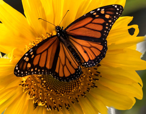 🦋