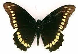 🦋