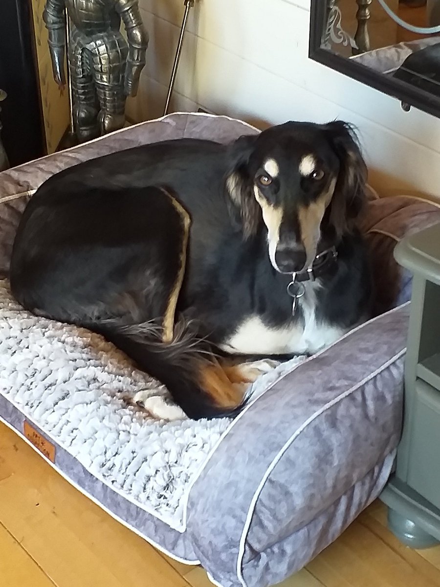 MeetDenis's tweet photo. Evens got me myz own little spot 🐾😘 https://t.co/cGREKTHPGV