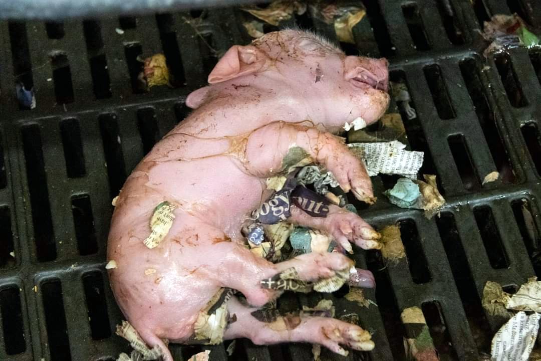 ALF_269's tweet photo. From factory farms to free-range to organic farms and family farms...the same rule of profit applies: as soon as an animal is deemed “unprofitable”, he or she is killed.
 
Stop Supporting Animal Cruelty
GoVegan🌱🌎
 
#AnimalRights #GoVegan #EndSpeciesism #Vegan #RosesLaw https://t.co/zLDy2fRgxi