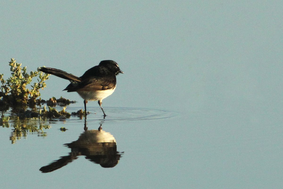 Ms3Bird's tweet photo. Thursday: More birds from Naree Station, 150 kms from Bourke. #outbacknsw #WildOz, #birds #birdphotography https://t.co/qGxNtUnIf8