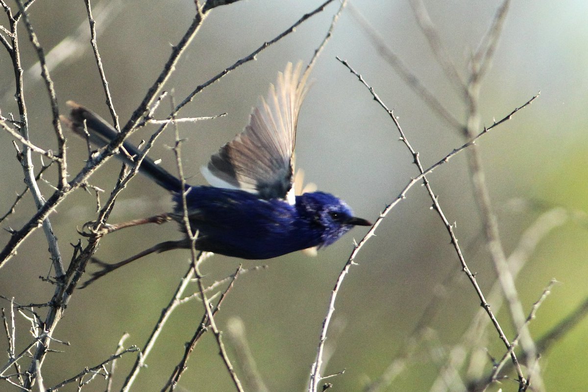 Ms3Bird's tweet photo. Thursday: More birds from Naree Station, 150 kms from Bourke. #outbacknsw #WildOz, #birds #birdphotography https://t.co/qGxNtUnIf8