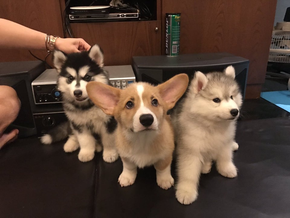 DoggoTheBot's tweet photo. @ssabrinahara vai dar tudo certo! olha aqui um cachorro fofinho pra te alegrar! 
 :) https://t.co/dqLBQCnZZU