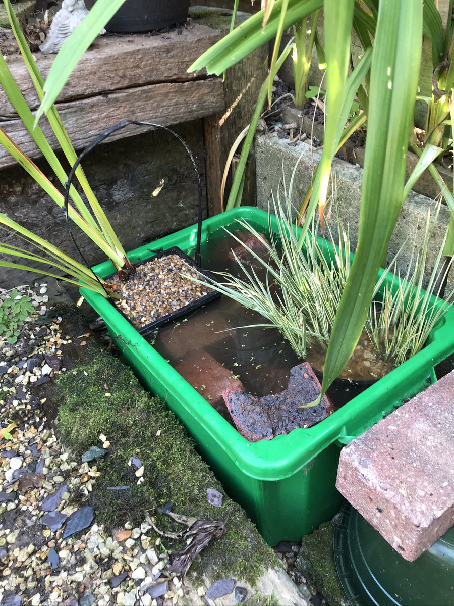 My first try at a "pond" in an old crate.  Already have tiny creatures swimming in it so very chuffed and hoping for more wildlife!