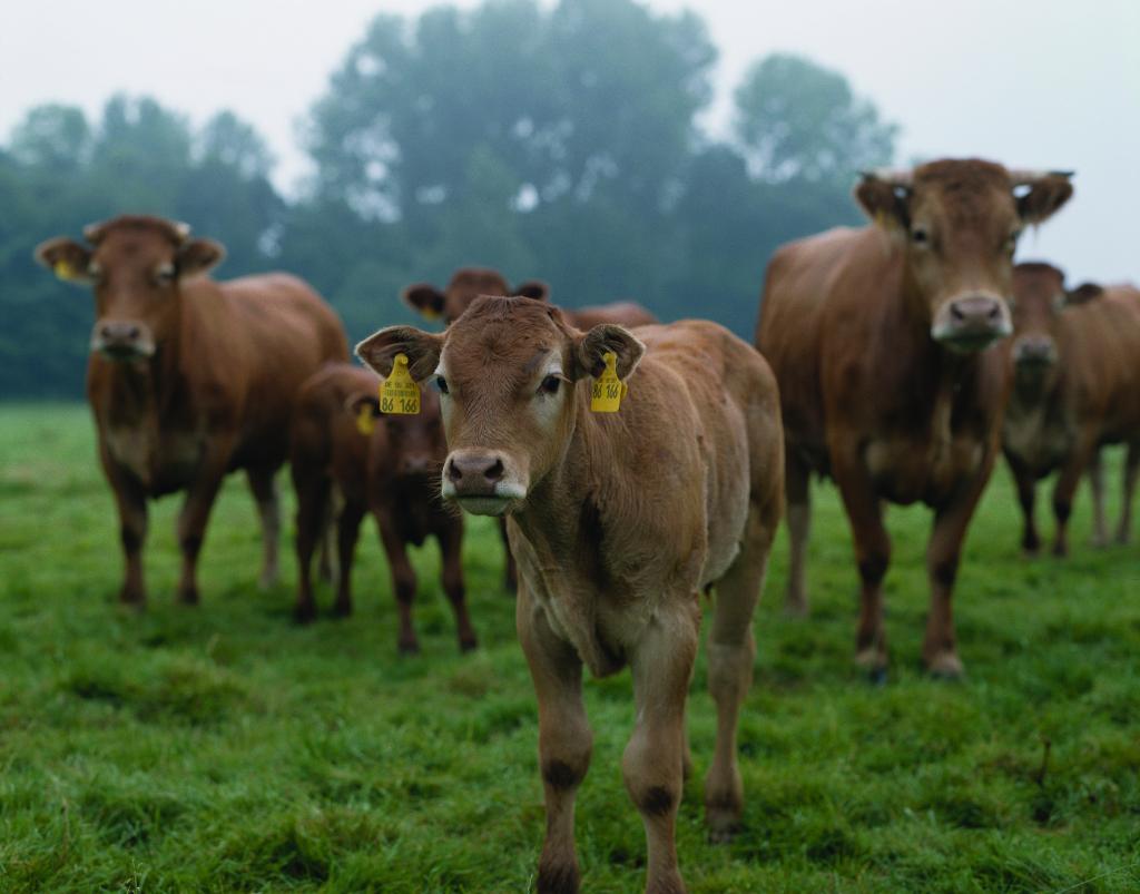 ElancoLivestock's tweet photo. Even if calves are not scouring, #coccidiosis can cause
β¬ Reduced nutrient absorption
β¬ Slower growth
β¬ Reduced weaning weights
Find out more from vet Emily Postlethwaite: https://t.co/yVsJqsG1Kr #CocciControl #AutumnCalves https://t.co/dlrqTQqgVg
