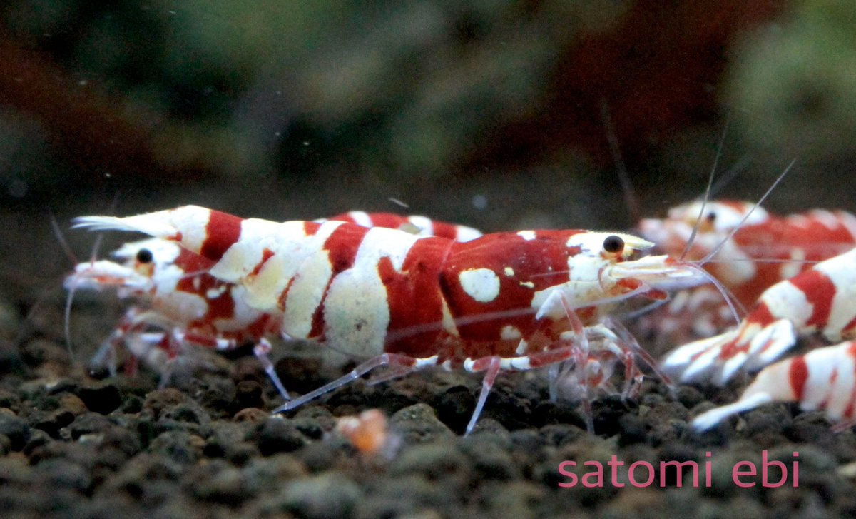 さと美えび Satomiebi 連休明けはダルいですねぇ W 今日のsarasa サラサタイガー ブラックサラサ ブラックファンシータイガー ファンシータイガー レッドビーシュリンプ 鑑賞えび さと美えび シュリンプアワード T Co さと美えび Satomiebi 連休明けはダルいですねぇ W 今日のsarasa サラサタイガー ブラックサラサ ブラックファンシータイガー ファンシータイガー レッドビーシュリンプ 鑑賞えび さと美えび シュリンプアワード T Co