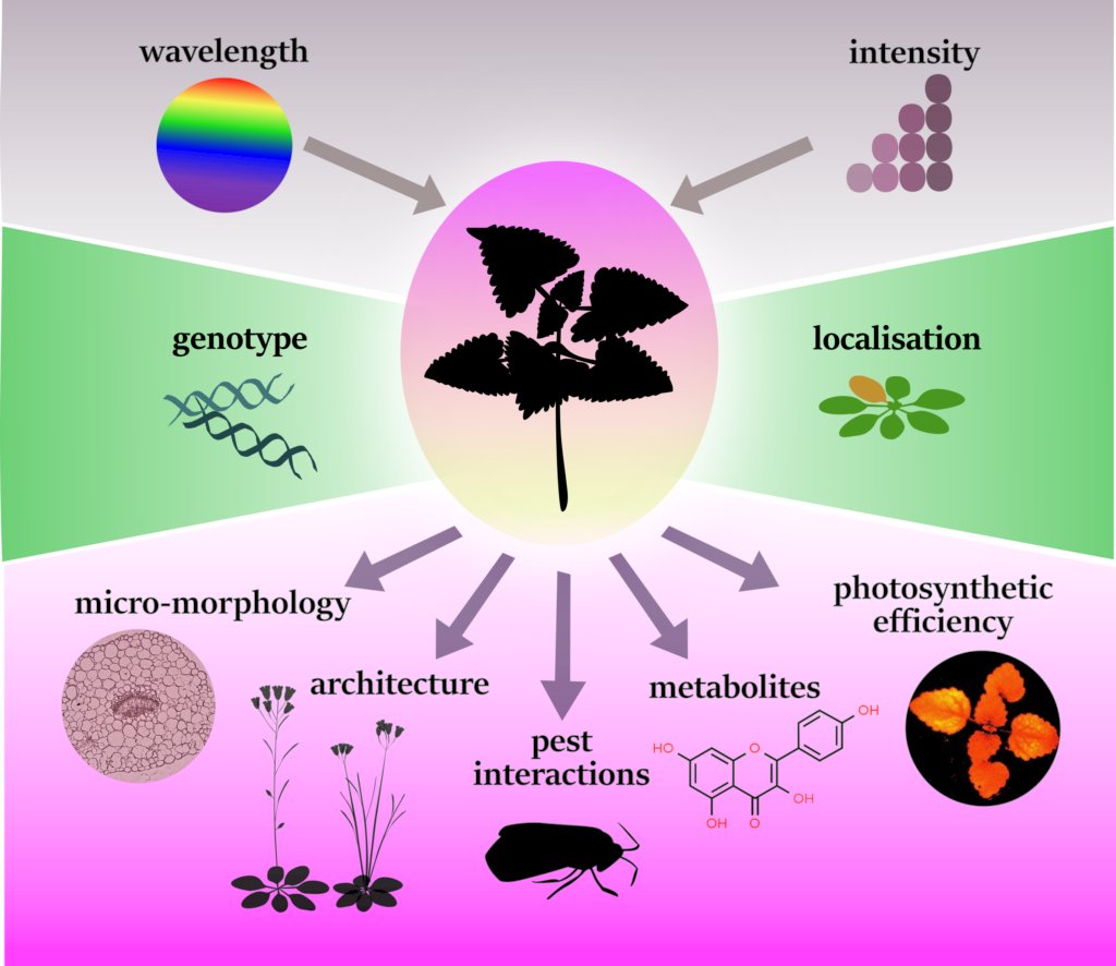 Bianca Govi (@bianca_govi) on Twitter photo Visual abstract now out: Plant Sci & Electrical Engineering collaborating for crop improvement and UV signaling research uvled4crops.ucc.ie/project/ <a href="/PLANTS_UCC/">Plants for Sustainability</a> <a href="/uccBEES/">Biological, Earth & Environmental Sciences, UCC</a> Visual abstract now out: Plant Sci & Electrical Engineering collaborating for crop improvement and UV signaling research uvled4crops.ucc.ie/project/ <a href="/PLANTS_UCC/">Plants for Sustainability</a> <a href="/uccBEES/">Biological, Earth & Environmental Sciences, UCC</a>