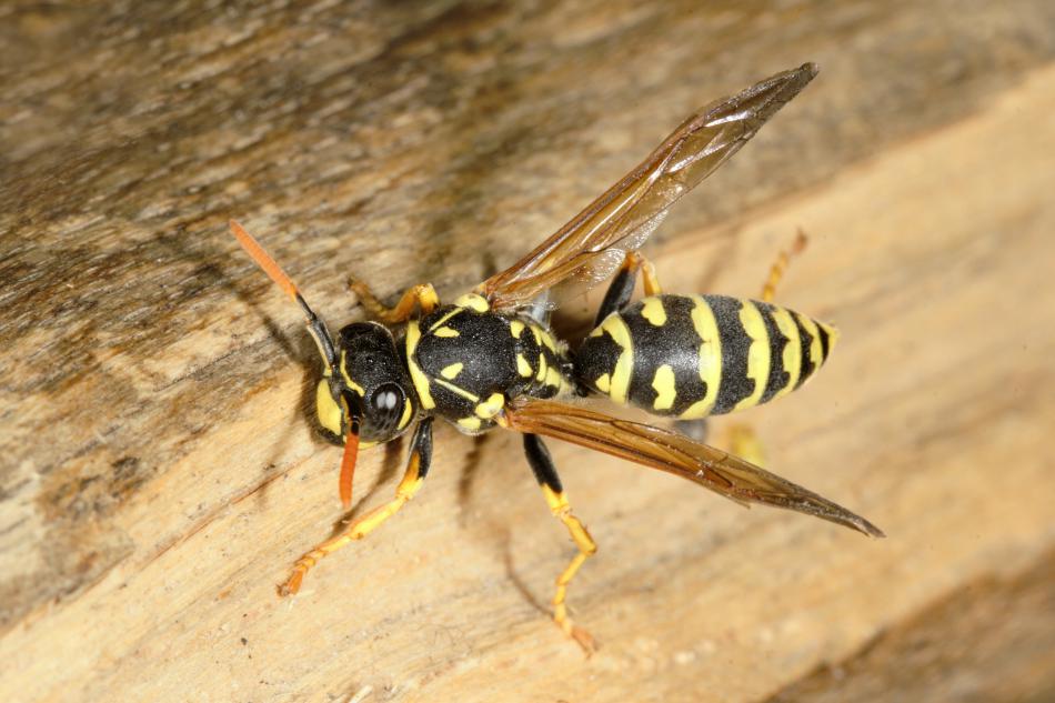 Liam_M_Crowley's tweet photo. #waspoftheweek 39 is Polistes dominula. This social wasp is an intermittent resident in Britain with occasional reproductive nests recorded. It constructs open nests, usually in association with human habitation.
#wasplove #waspoftheweek
Photo: Jeremy Early https://t.co/0xgCUIM3g6