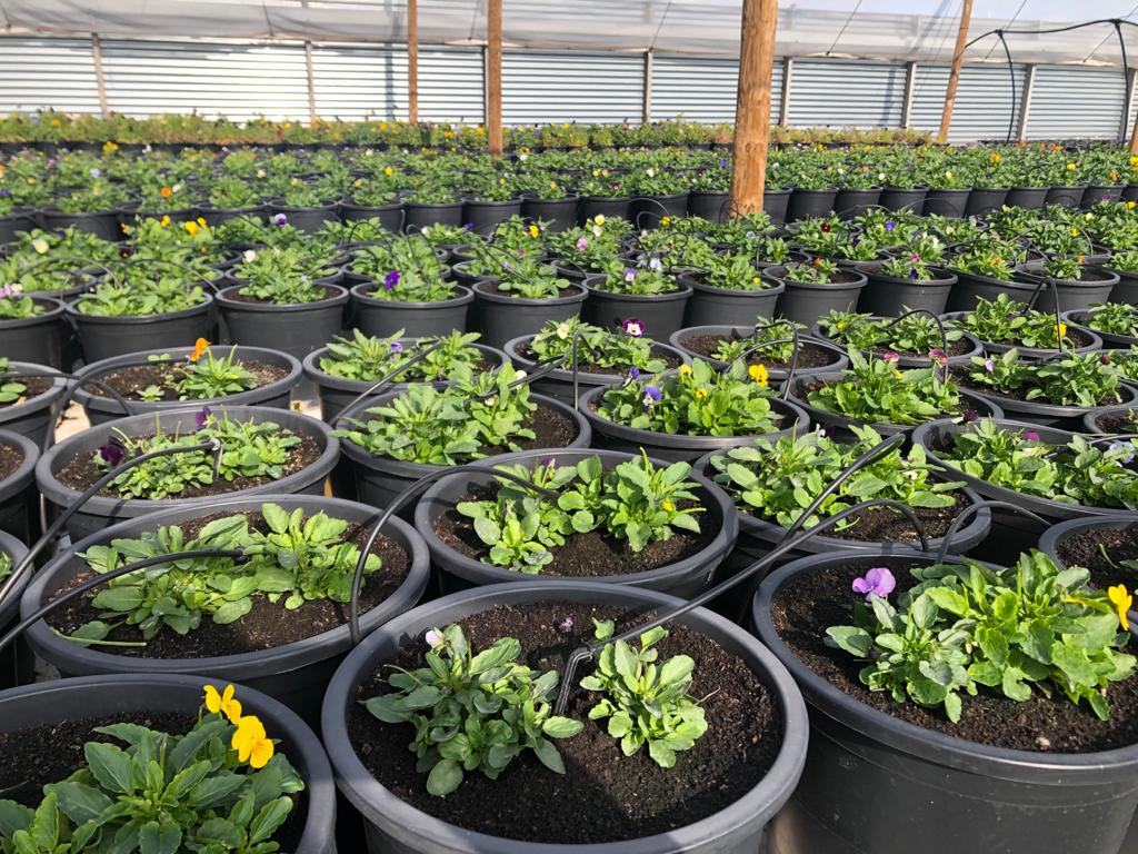 AgroBermejo's tweet photo. Visita a la finca de @innoflower en Borobia.
!Boca de dragón, pensamientos y violetas!
🌸🌸🌸🌸
#flores #florescomestibles #innoflower #agronomía #agronomíabermejo https://t.co/JbwdM9GwAQ