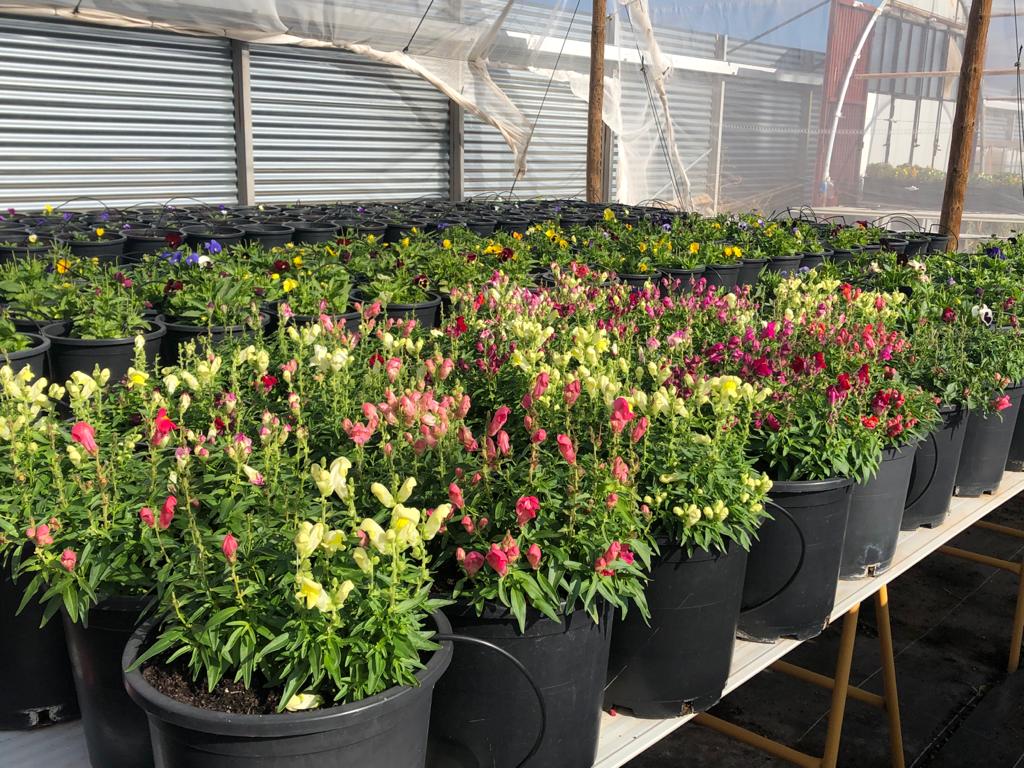 AgroBermejo's tweet photo. Visita a la finca de @innoflower en Borobia.
!Boca de dragón, pensamientos y violetas!
🌸🌸🌸🌸
#flores #florescomestibles #innoflower #agronomía #agronomíabermejo https://t.co/JbwdM9GwAQ