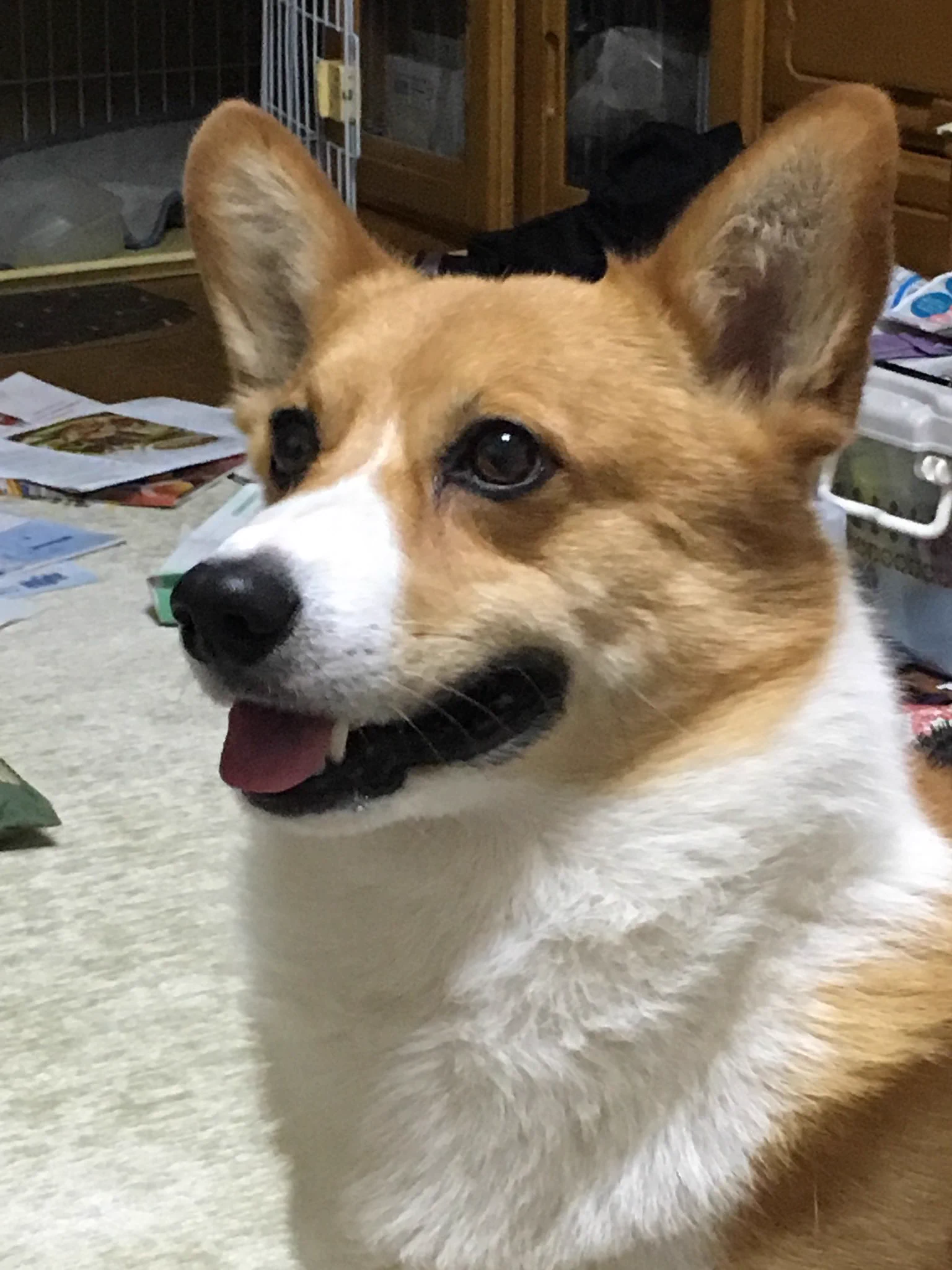 @yoshiyo36033424 ウチの子も自慢していきますね()
(同一犬物なんですよ、これ…) 