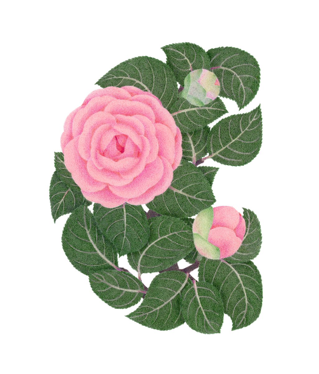 ツバキ「C -Camellia
(ツバキ)
#plant_alphabet 」|せいのちさとのイラスト