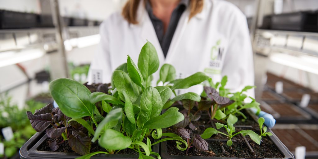 CN Seeds (@cnseeds) on Twitter photo At CN Seeds we have a dedicated and enthusiastic research & development team, who work with our state of the art facilities, to keep us at the forefront of the seed business. 
#cnseeds #researchteams #plantbreeding #plantbreedingmatters #plantresearch At CN Seeds we have a dedicated and enthusiastic research & development team, who work with our state of the art facilities, to keep us at the forefront of the seed business. 
#cnseeds #researchteams #plantbreeding #plantbreedingmatters #plantresearch