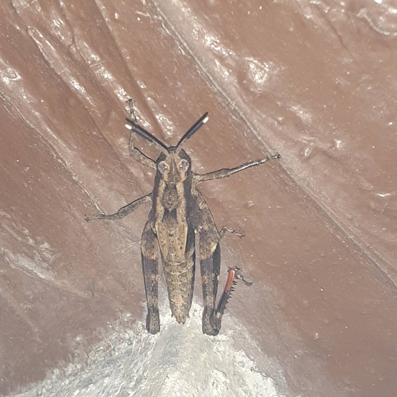 Retromahalo 今日の夕方 ウチの外階段にバッタみたいな虫が居たんだけど 羽無いし 触覚が知ってるバッタっぽくないから気になって写真撮った Googleレンズでは ワタリバッタがトップに出てくるけどよくわからない 何の虫だろね W T Co