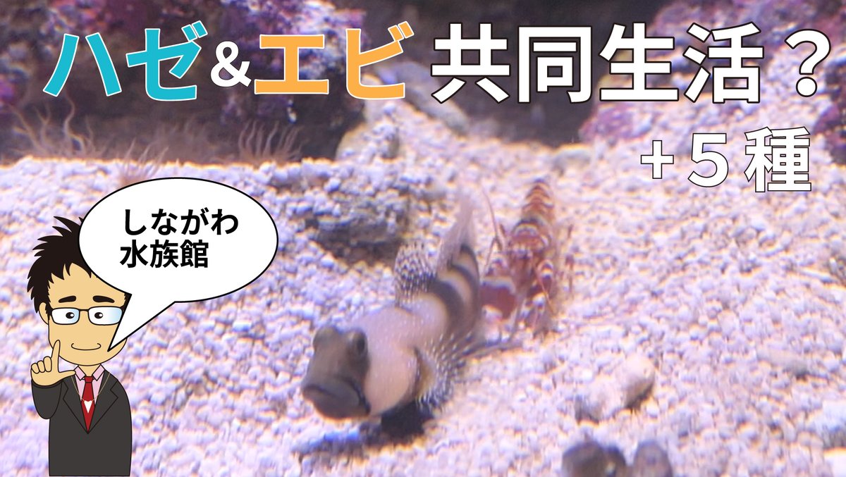 サメ社会学者ricky サメyoutube サメhp On Twitter 動画更新 しながわ水族館の生き物紹介part2です 動画 Https T Co Yv3cyjs8qa 次回は多分サメ系動画です 環境問題系でリクエストあればご連絡ください