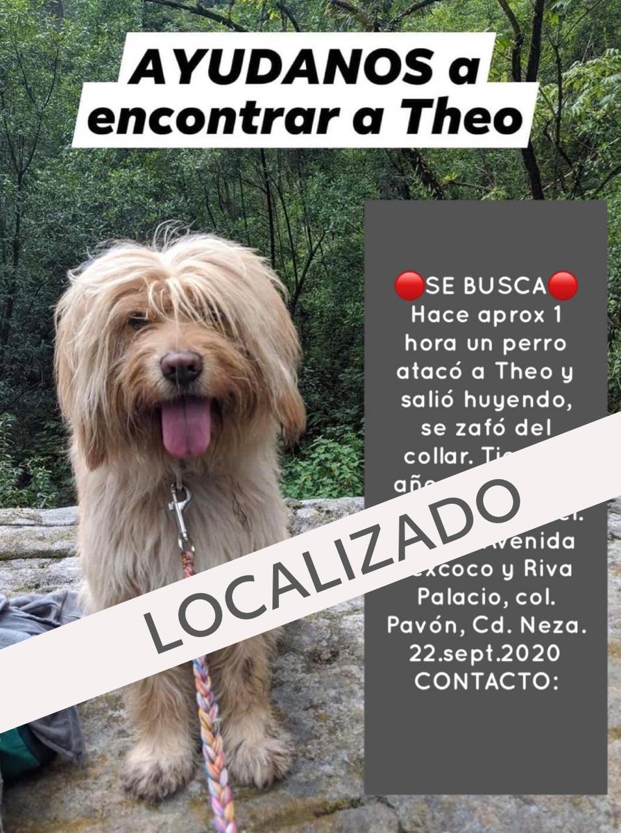 Nos comentan que ya encontraron a Theo, desafortunadamente lastimado, ya está en el hospital siendo atendido.