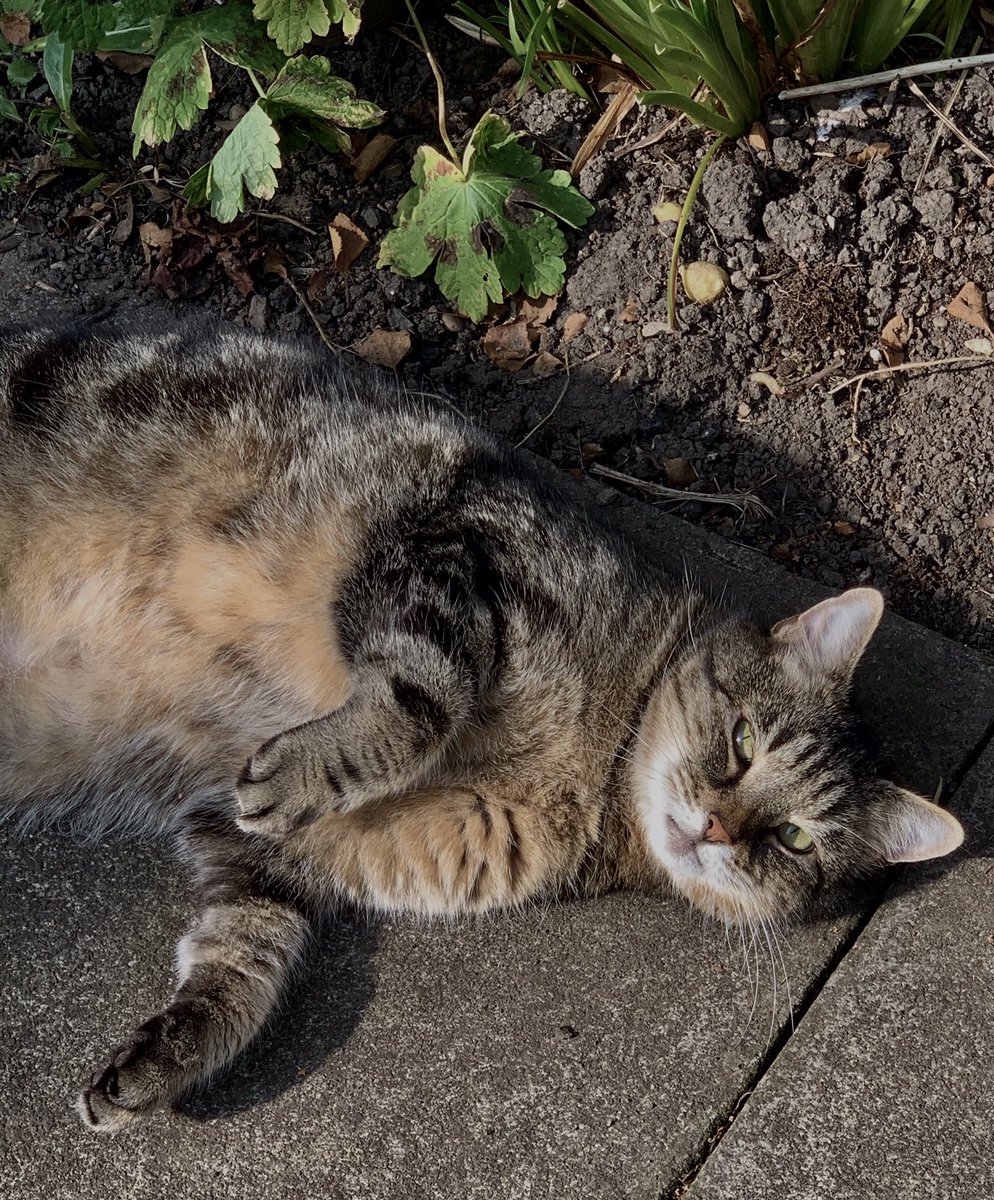 Louieboy2's tweet photo. Me and Poppy @MissPoppyKitten  enjoying the garden - at opposite sides as she is extremely bossy. We is both a bit more portly than usual due to lots of eating. @Cooperscats  Hope you is well AuntieMrsC https://t.co/8AuAc0SF7O