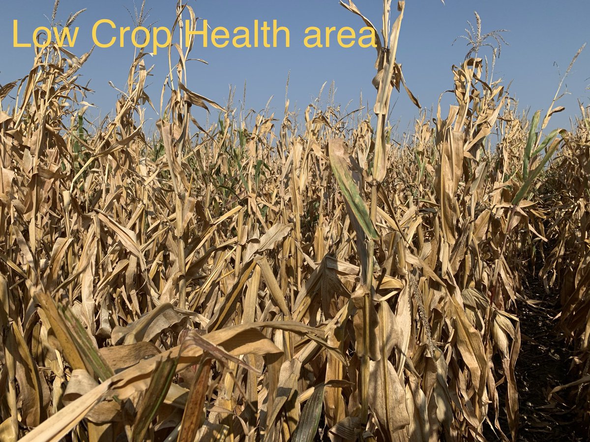 One of the most valuable uses of high quality sat imagery is late season corn plant health evaluation for harvest priority. This field showing rapid decline in many areas already &amp; will need to be at top of harvest list. #harvest20 @GranularAg