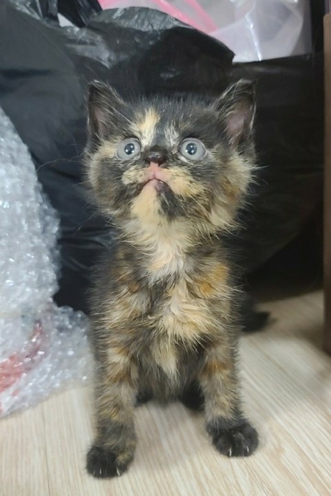 <입양홍보-우깡>

특별한 코트를 가진 카오스 여아 우깡이에요!!!

1달령(8월 9일 추정)
건강한 카오스 공주 우깡이의 가족을 찾습니다!!

서울경기 우선(방문입양, 중성화 필수)
책임비 5만원
용캣계약서 작성 

cafe.naver.com/ilovecat/64183…