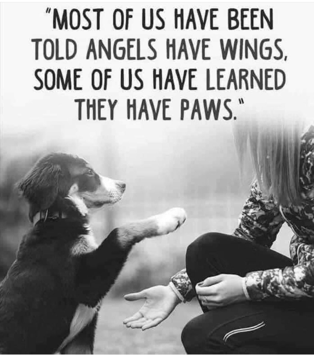 ❤️🐾🐾 #therapydog #dogsarelove #dogsoftwitter #healingpaws