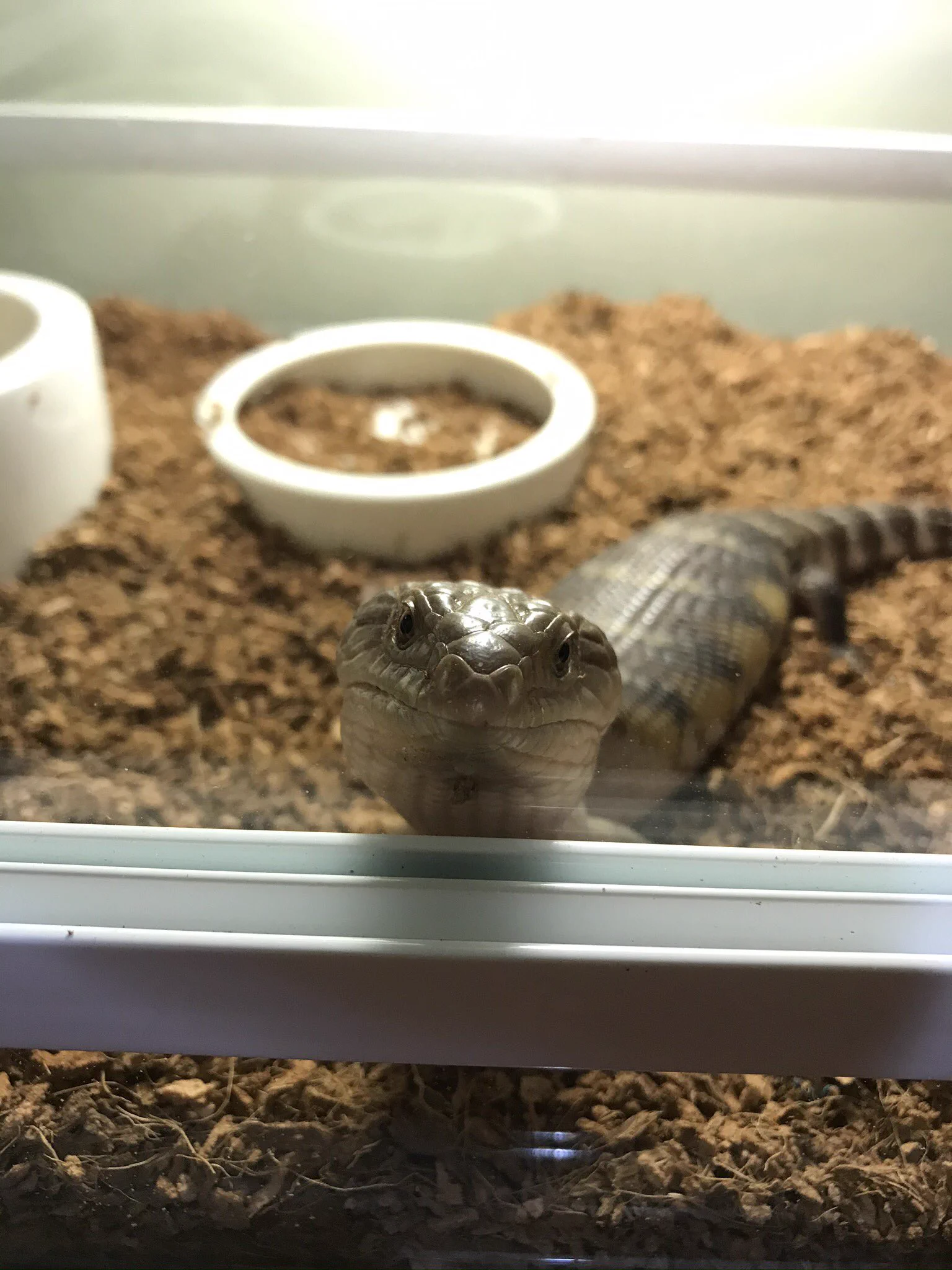 @englandhill_zoo 我が家のツチノコ 