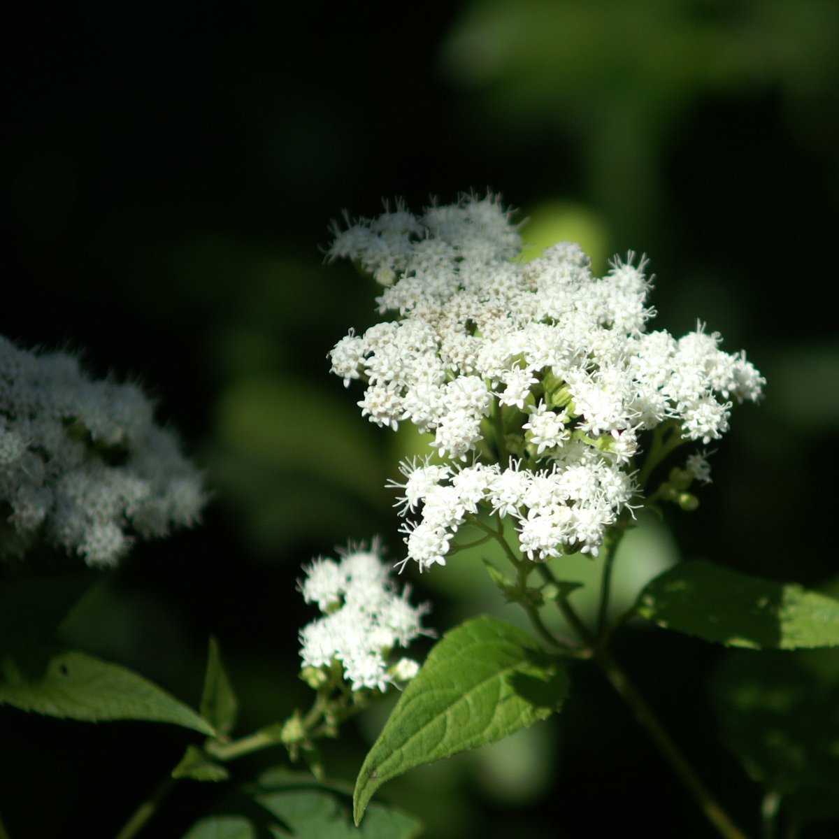 WKevinNelson's tweet photo. Good morning!🌞
#todayisagift #thankfuleveryday #everydaysablessing #september #snakeroot #autumninillinois https://t.co/0B4ZAyjBLY