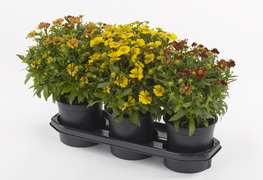 Floricode.com tweet media