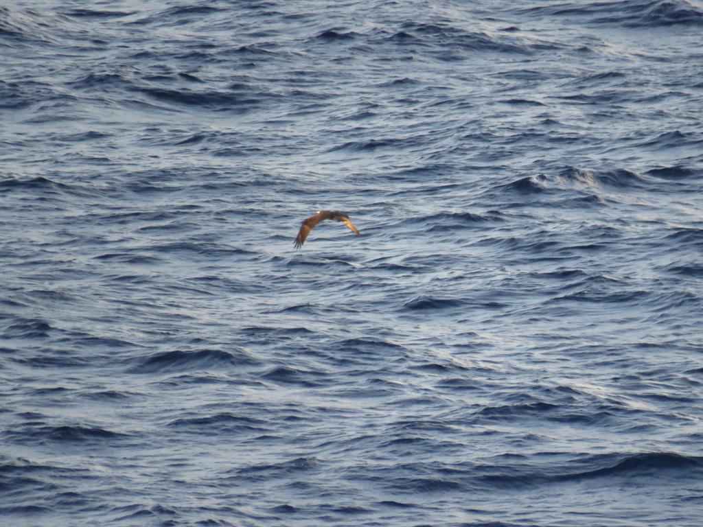 #WildlifeWednesday At sea and near the shore we see our share of wildlife. Any spotters and #twitchers out there? Can anyone help us ID some of these #Caribbean birds? #birdwatching #lifeontheoceanwaves @Natures_Voice @RSPBNews @NatGeo @CARICOMorg