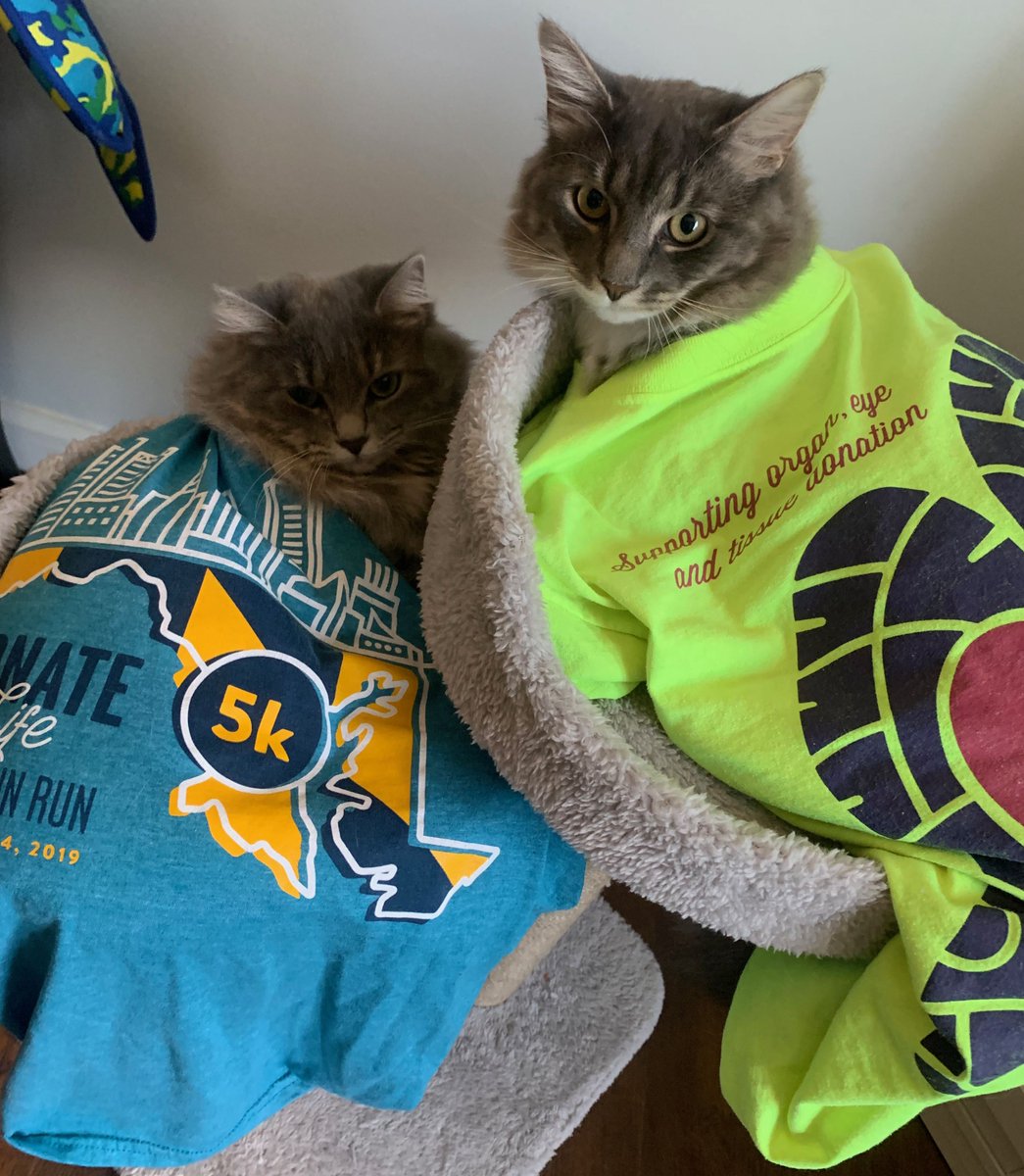 TheLLF's tweet photo. We are just a few short days away from the 12th annual virtual #DonateLifeFunRun to support #DonateLife. #TheLLF's Family Services Assistant Caroline's kitties Penny and Leonard are clearly ready. Are you?! It's not too late to register for FREE at https://t.co/xAaUUyIy0O! https://t.co/zWb3kSkW7n