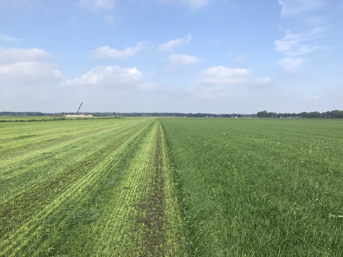 TomNie81's tweet photo. Green spirit smakelijke weide + duet klaver half augustus nieuw gezaaid en nu al 1e x gemaaid voor stalvoeren #5weken https://t.co/WFx4hTUFN7