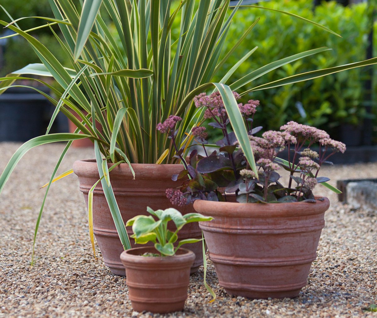 Cedar Nursery - Plants and Outdoor Living tweet media