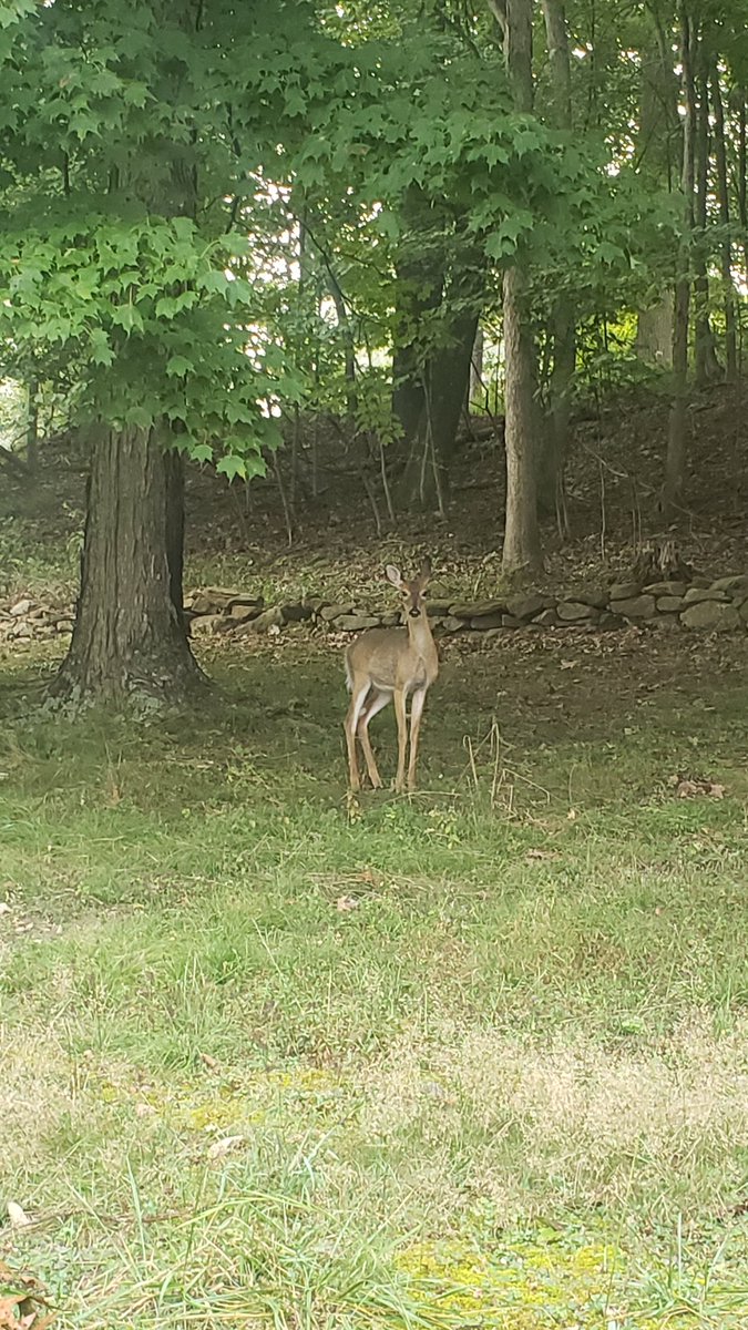 l_wotring's tweet photo. @mgjohnson23 This isn't a pet but she visits me every morning to eat my lilies.... https://t.co/bQxOUbjjNV
