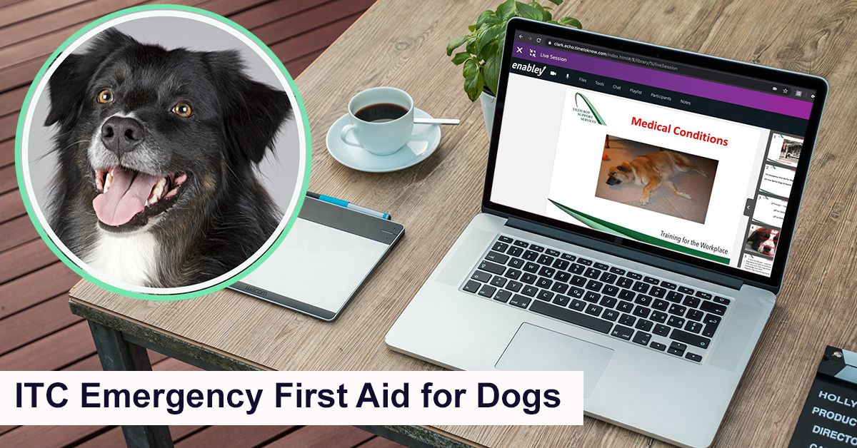 tillycroy's tweet photo. **Last few spaces available** on our VIRTUAL Emergency #firstaidfordogs course running on Monday;
Learn from the comfort of your own home via the Tillycroy Virtual Academy, with our practical hands-on #training.  Book now!
#firstaidtraining #tillycroyservices https://t.co/uuOv32Hlk9