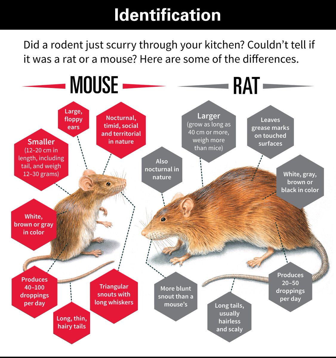 Do you think there might be #mice or #rats living in or around your #home?

Our #PestControl technicians understand the nature and habits of #rodents and offer a full range of treatments. Contact us today on 020 3355 9113 or email us at: info@tactical-es.com.
