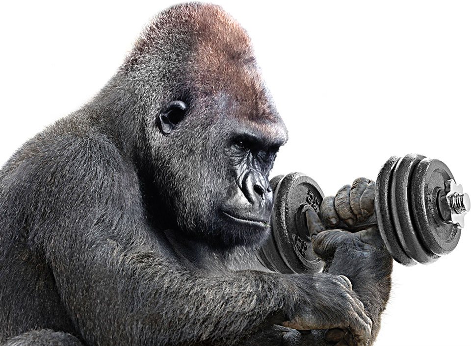 The Guinness book of world records estimated that a gorilla could lift up to 2000lb (~900kg) of weight. Unfortunately I haven't been to the gym in 6 months so I can't present numbers, but let's assume the gorilla is somewhat stronger than me for the sake of argument.2 - 1