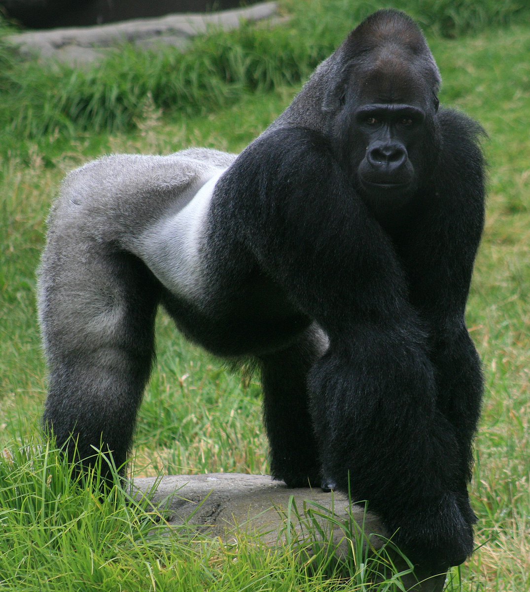 Why I believe I would beat a silverback gorilla in a fight - a thread